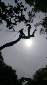 Climbers Way Tree Care Tree Surgeons